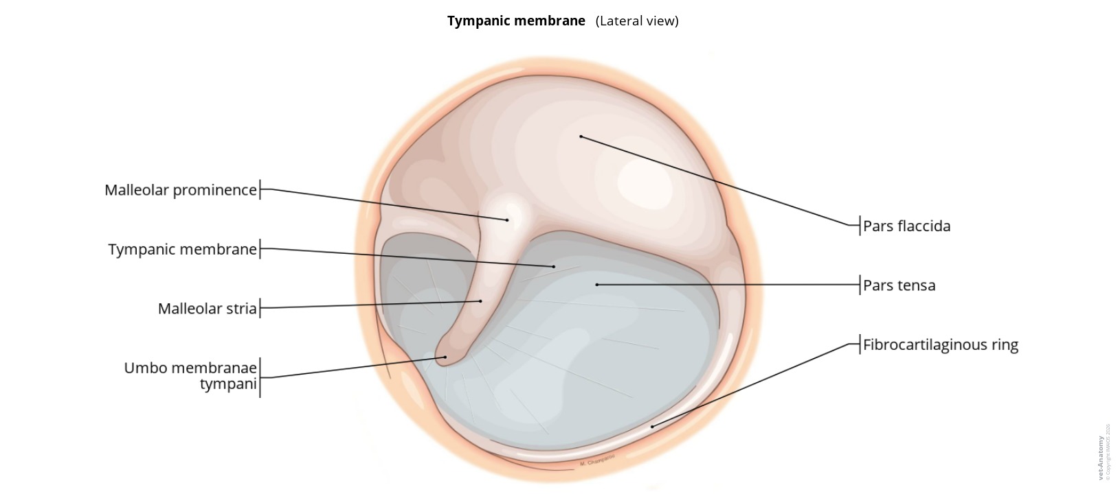 Labelled illustration of the dog's tympanic membrane