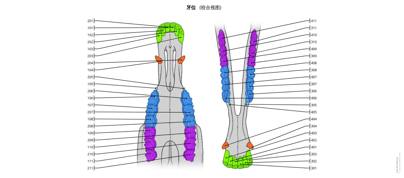 牙齿编号系统标注图解