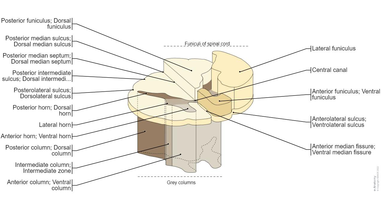 Funiculus Brain The spinal cord: normal anatomy | e-Anatomy