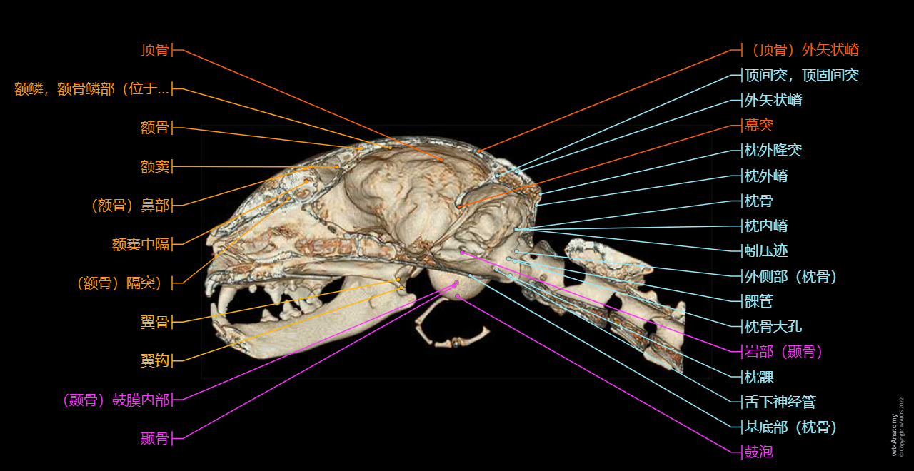 Cat Anatomy atlas: Regions of skull - 3D