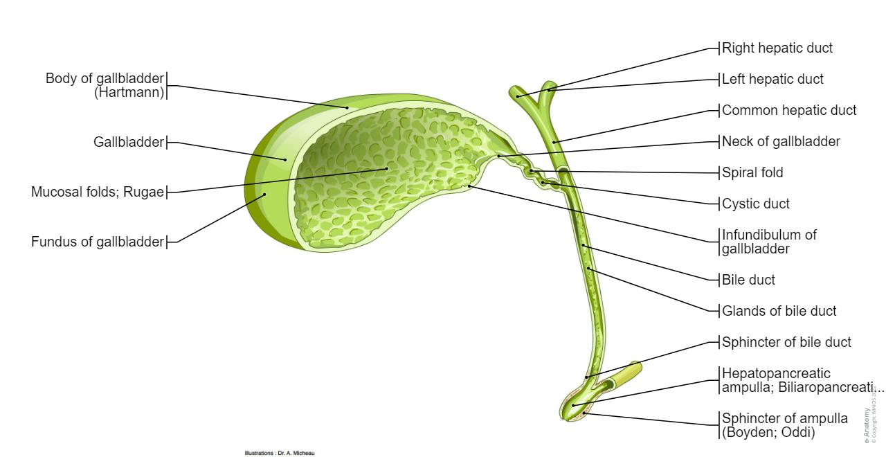 Biliary System Without Labelling Abdomen and digestive system diagrams: normal anatomy | e-Anatomy