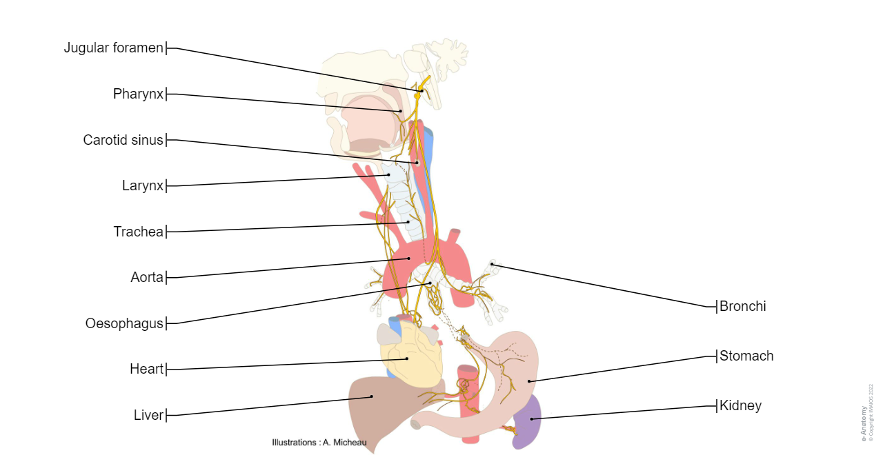 Vagus nerve [X] -  Anatomy - Human body : Superior ganglion, Meningeal branch, Auricular branch, Inferior ganglion, Pharyngeal branch, Pharyngeal plexus, Superior laryngeal nerve, External branch, Internal branch, Communicating branch with recurrent laryngeal nerve, Superior cervical cardiac branches, Inferior cervical cardiac branches, Recurrent laryngeal nerve, Right recurrent laryngeal nerve, Left recurrent laryngeal nerve, Tracheal branches, Oesophageal branches, Pharyngeal branches, Thoracic cardiac branches, Bronchial branches, Pulmonary plexus, Oesophageal plexus, Anterior vagal trunk, Anterior gastric branches, Anterior nerve of lesser curvature, Hepatic branches, Pyloric branch, Posterior vagal trunk, Posterior gastric branches, Posterior nerve of lesser curvature, Coeliac branches, Renal branches