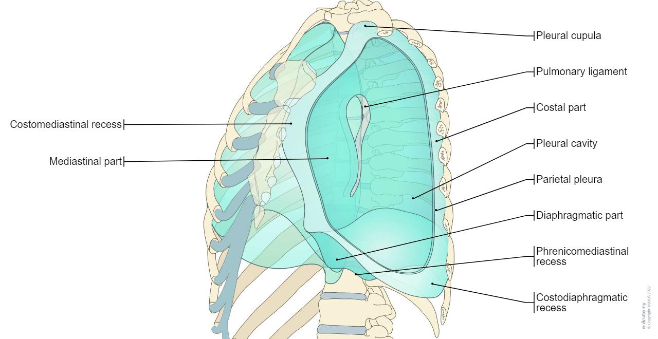 Pleurae Chest anatomy illustrations: normal anatomy | e-Anatomy