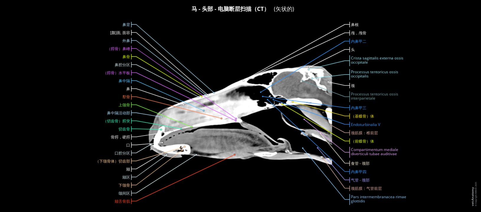 马头部CT成像（已做标注）