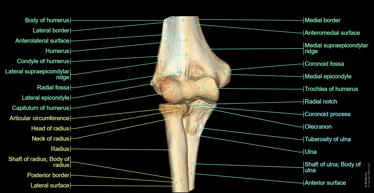 Humerus : Radius , Ulna