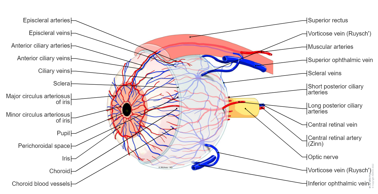Choroid blood vessels: Short posterior ciliary arteries Long posterior ciliary arteries Muscular arteries Anterior ciliary arteries, Anterior conjunctival arteries, Episcleral arteries,