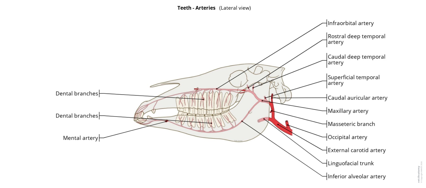 Anatomy atlas of the arteries of the teeth on a labeled illustration