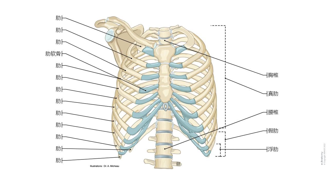 胸腔/乳房 : 正常解剖 | e-Anatomy