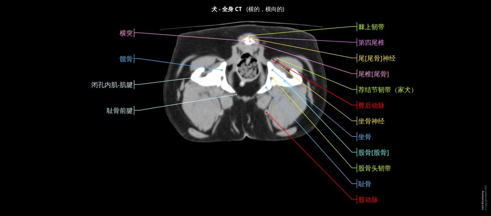 绝育母犬骨盆CT成像（已做标注）