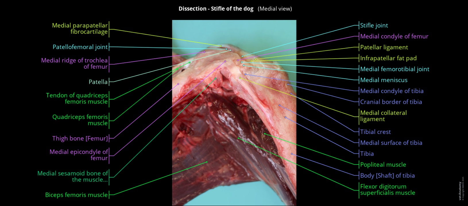 Anatomy of the medial aspect of the  stifle joint in a dog : deep plane