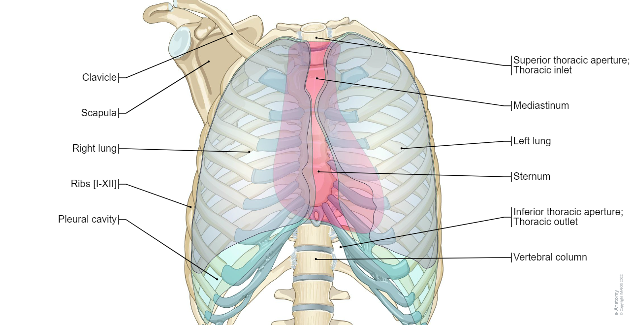 Anatomy of the lungs