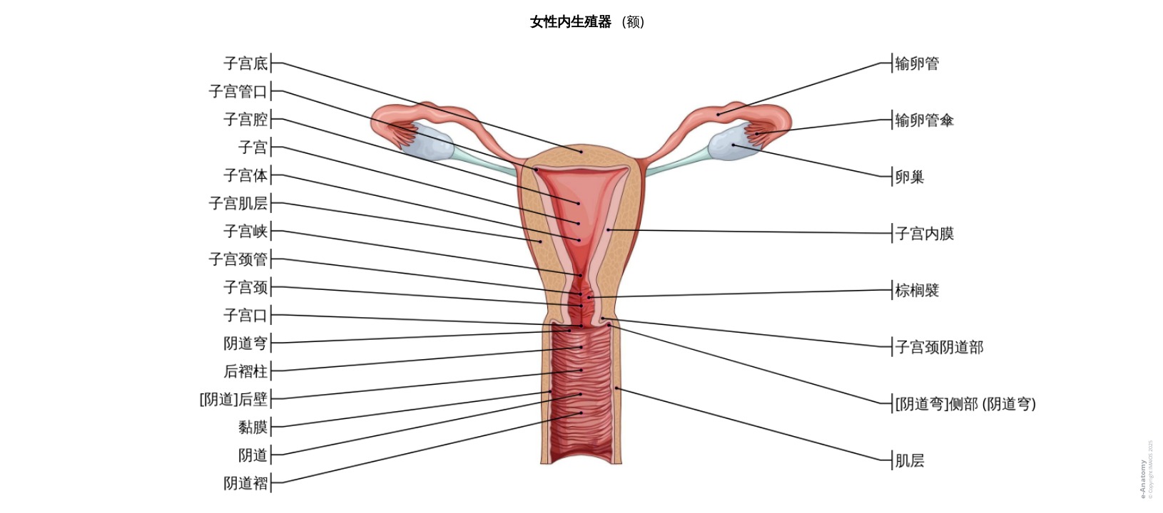 女性生殖系统标注图解