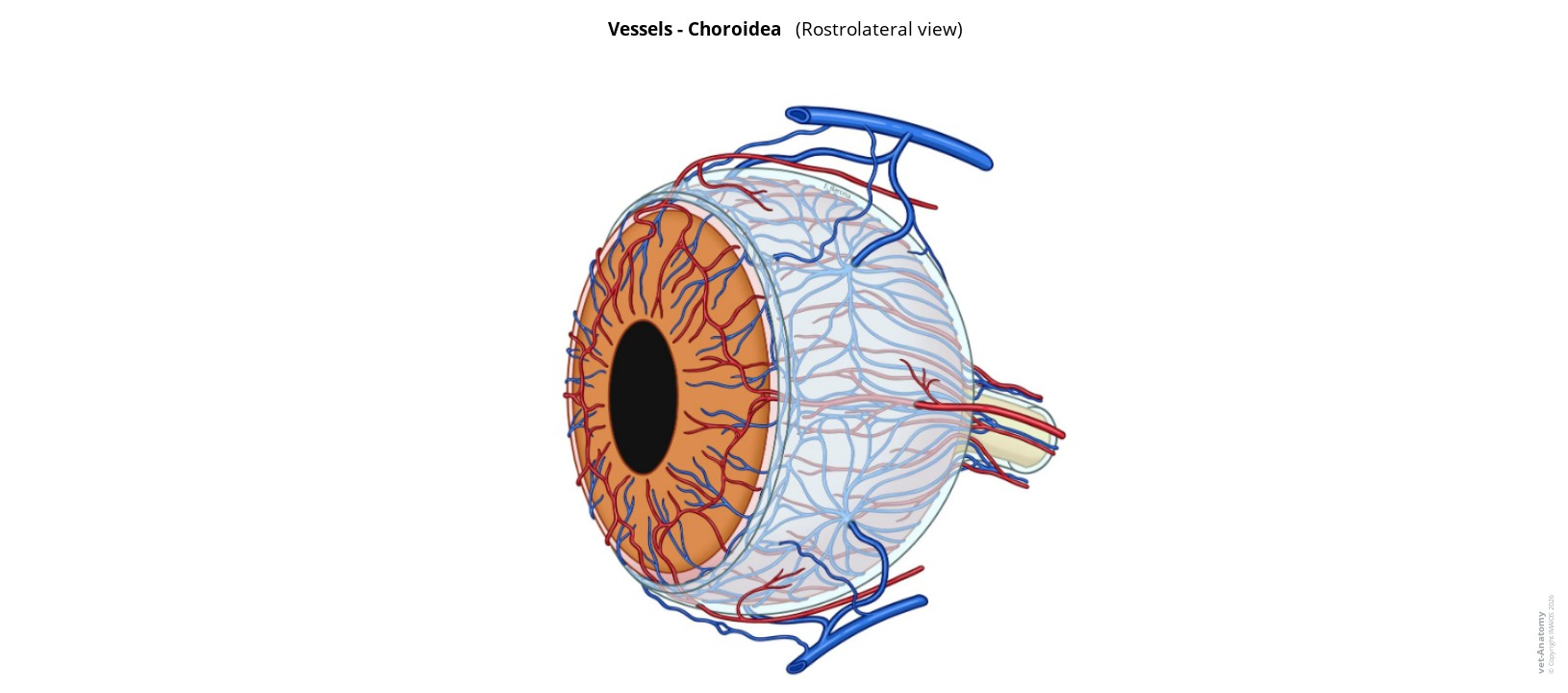 Anatomy atlas of the choroideal vessels on a labeled illustration