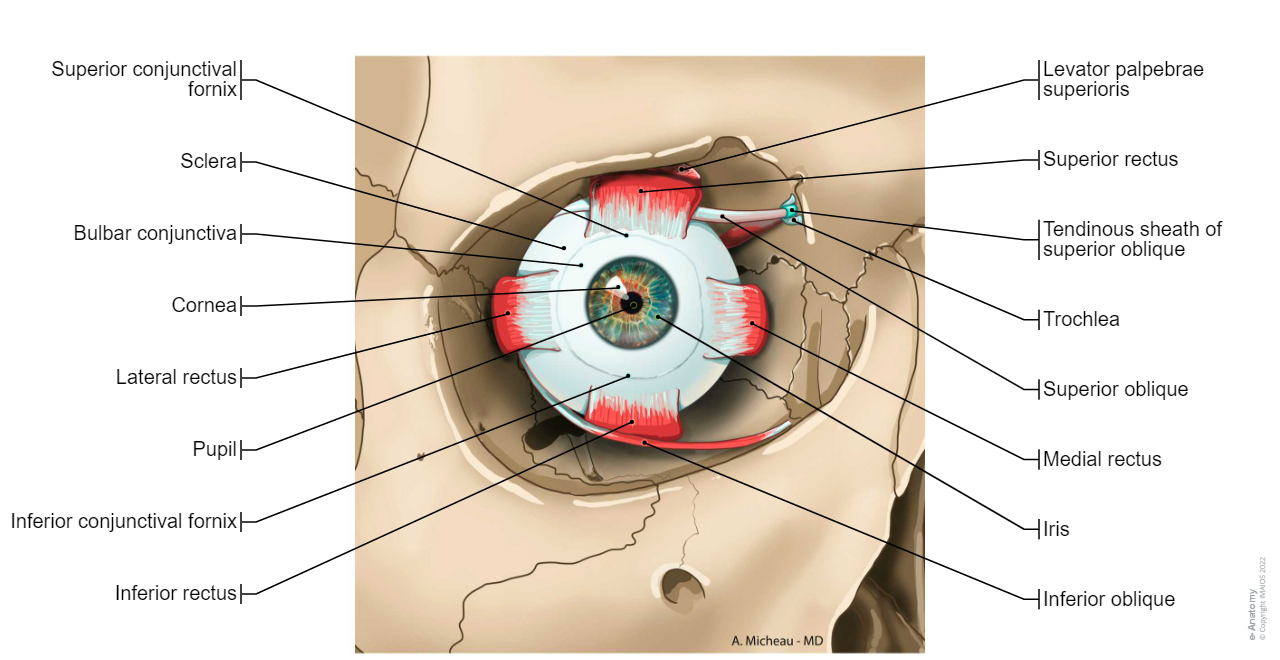 Extraocular muscles; Extrinsic muscles of eyeball: Superior rectus, Inferior rectus, Medial rectus, Superior oblique, Trochlea, Inferior oblique