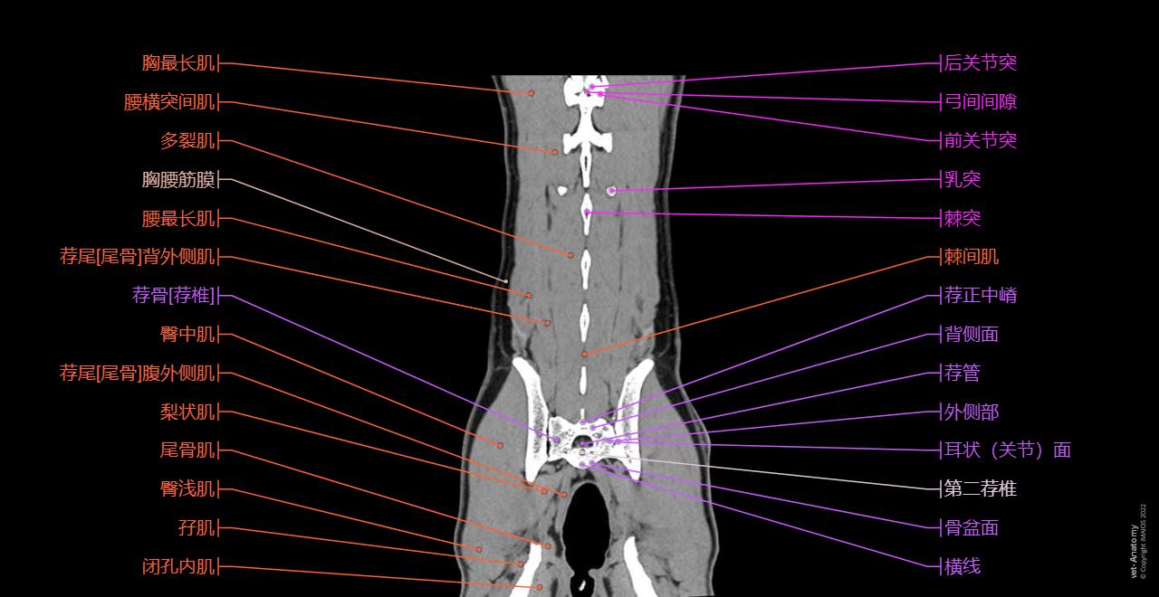 Veterinary anatomy - Muscles of back: Iliocostal muscle, Longissimus muscle, Spinal muscle, Complexus muscle, Multifidus muscles, Erector spinae muscles