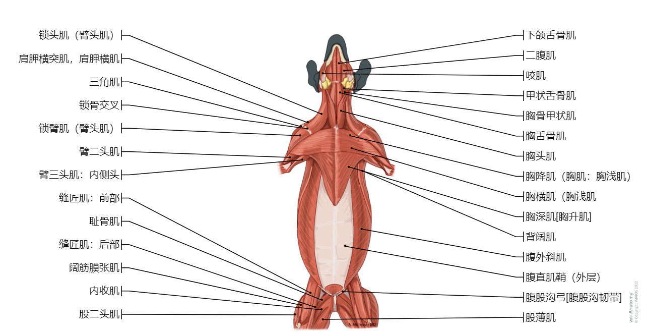 Dog - Muscles: Sternocephalic muscle, External abdominal oblique muscle,  Deep pectoral muscle [Ascending pectoral muscle]