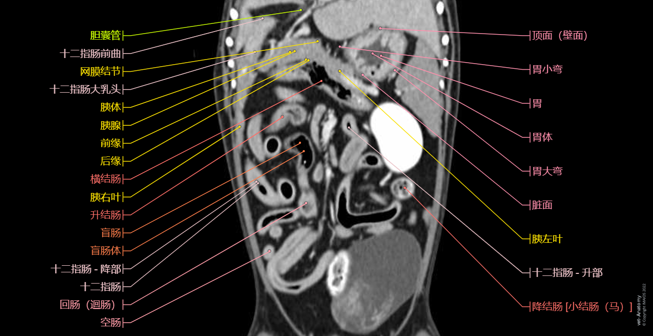 Anatomy of the male canine abdomen and pelvis on CT imaging: Alimentar canal, Stomach, Colon