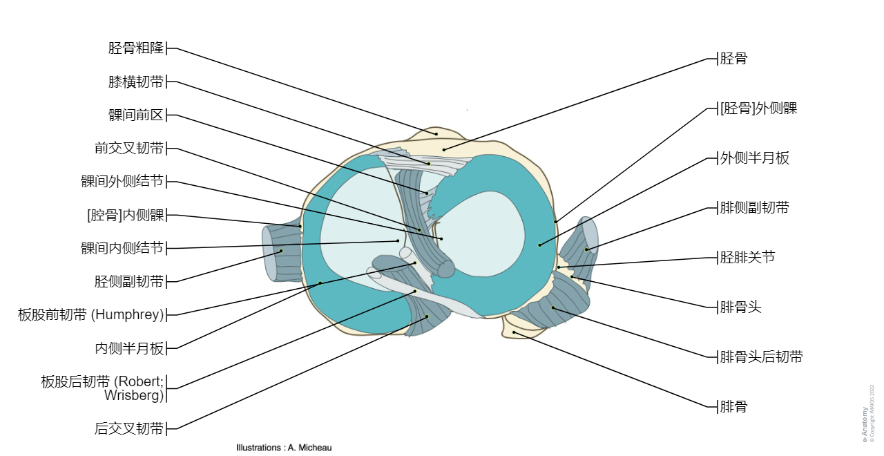 Dorsum of foot - Anatomy : Bones; Skeletal system, Joints of foot, Muscles Attachment, Tarsal bones,  Talus, Calcaneus, Navicular, Medial cuneiform,  Intermediate cuneiform; Middle cuneiform,  Lateral cuneiform,  Cuboid, Metatarsals [I-V], Phalanges, Sesamoid bones, Subtalar joint; Talocalcaneal joint, Transverse tarsal joint,  Talocalcaneonavicular joint, Calcaneocuboid joint,  Cuneonavicular joint, Intercuneiform joints, Tarsometatarsal joints, Interphalangeal joints of foot