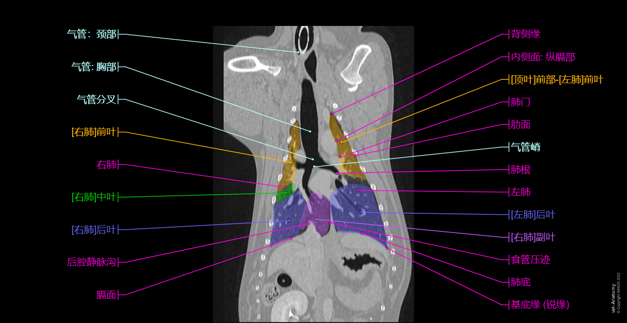 Thorax of the dog: cross-sectional anatomy on Computed Tomography (CT): Lungs, Trachea, Bronchi