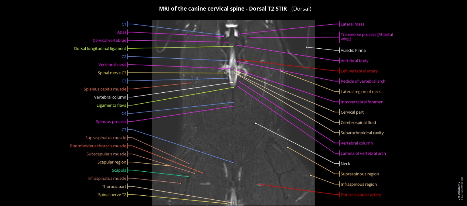 Magnetic Resonance Imaging of a canine cervical spine