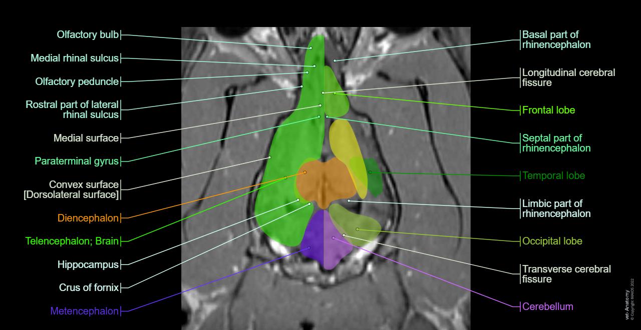 Brain of the dog on MRI - Atlas of veterinary anatomy: Cerebral lobes, Olfactory bulb, Cerebellum