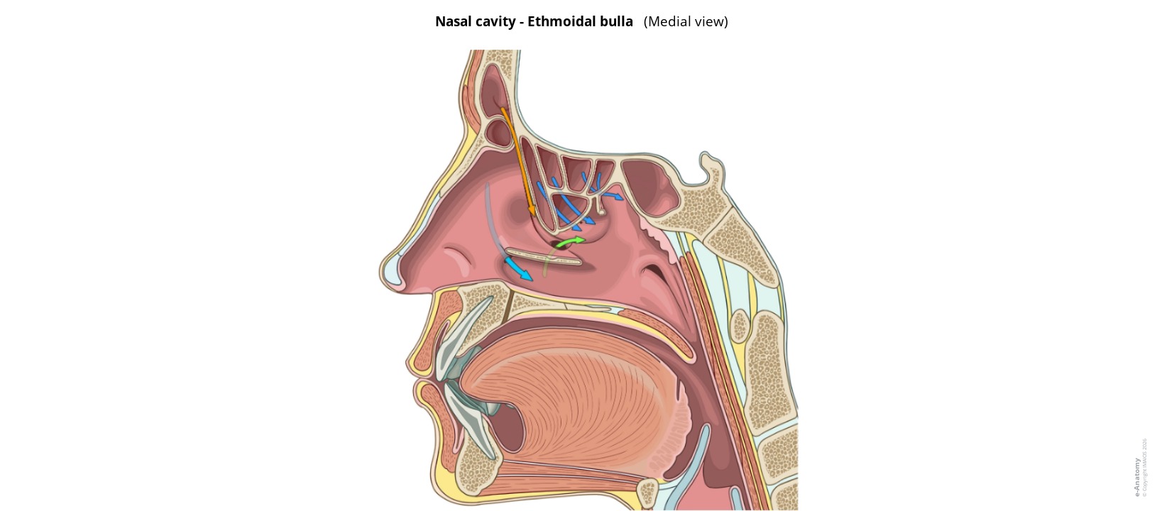 Anatomy atlas of a normal nasal cavity and ethmoidal bulba
