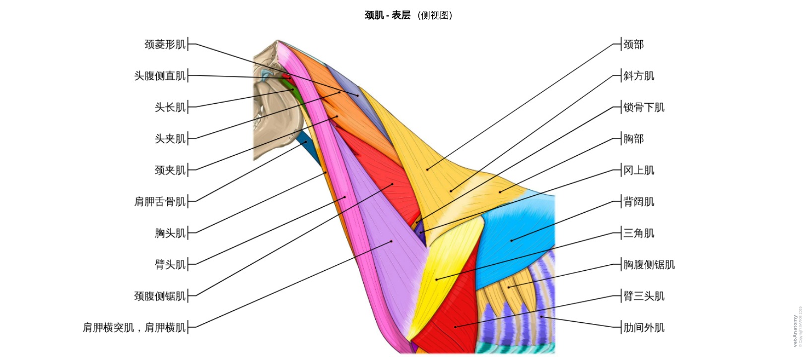马颈部肌肉解剖标注图解
