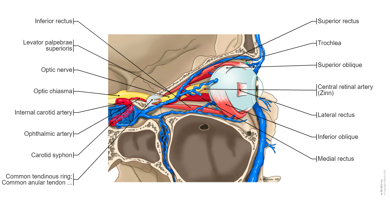 Orbital veins: Superior ophthalmic vein, Nasofrontal vein, Ethmoidal veins, Lacrimal vein,Vorticose veins, Vorticose vein, Inferior ophthalmic vein