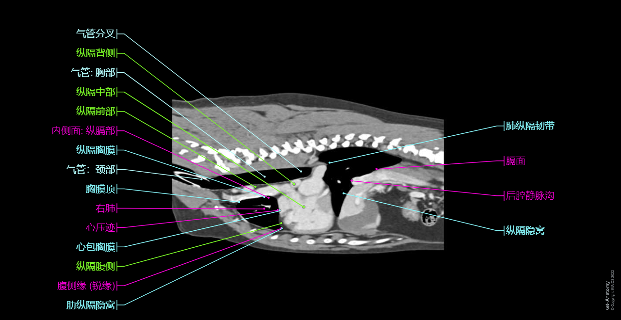 Anatomy of the thorax of the dog on CT:: Mediastinal vessels, Aortic arch, Mediastinum, Heart, Pulmonary arteries, Pulmonary veins