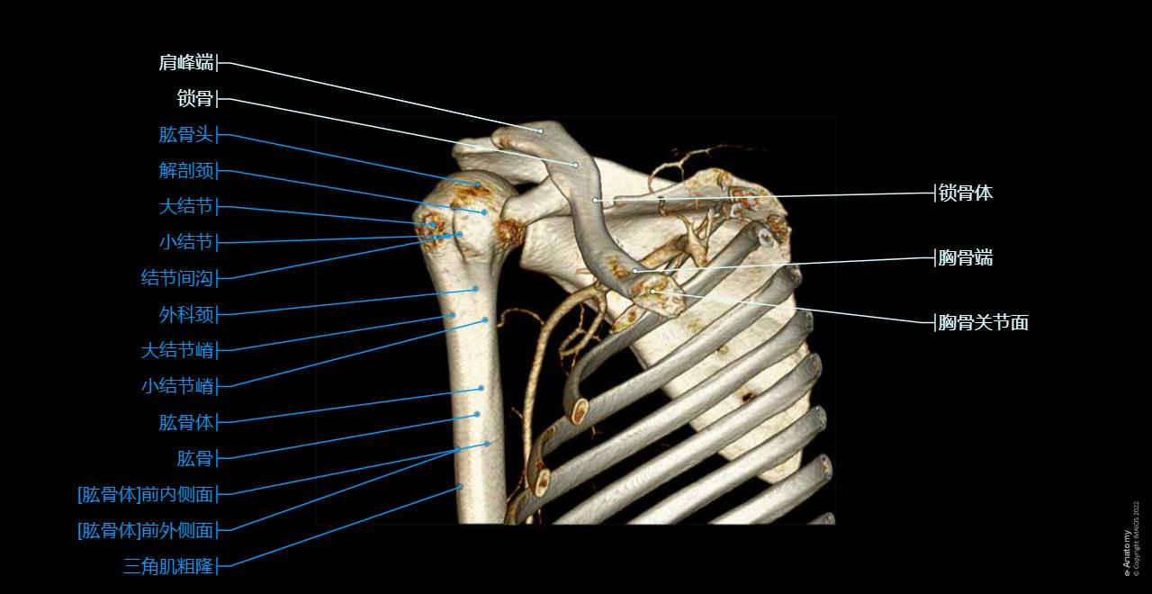 CT arthrogram of the shoulder joint : Glenoid cavity, Humerus