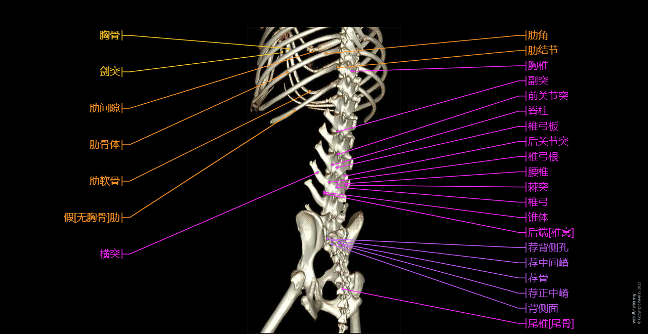 Dog - Osteology:3D - Bones - Anatomical pictures