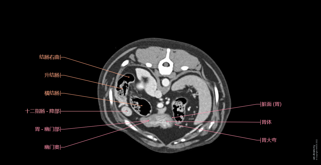 Dog - Abdominal cavity: Spleen, Pancreas, Peritoneum, Stomach, Duodenum