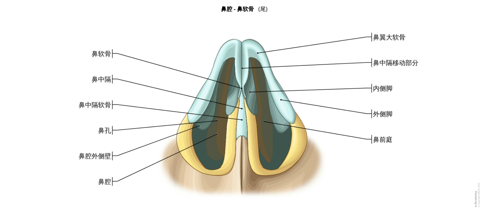 鼻软骨解剖标注图解