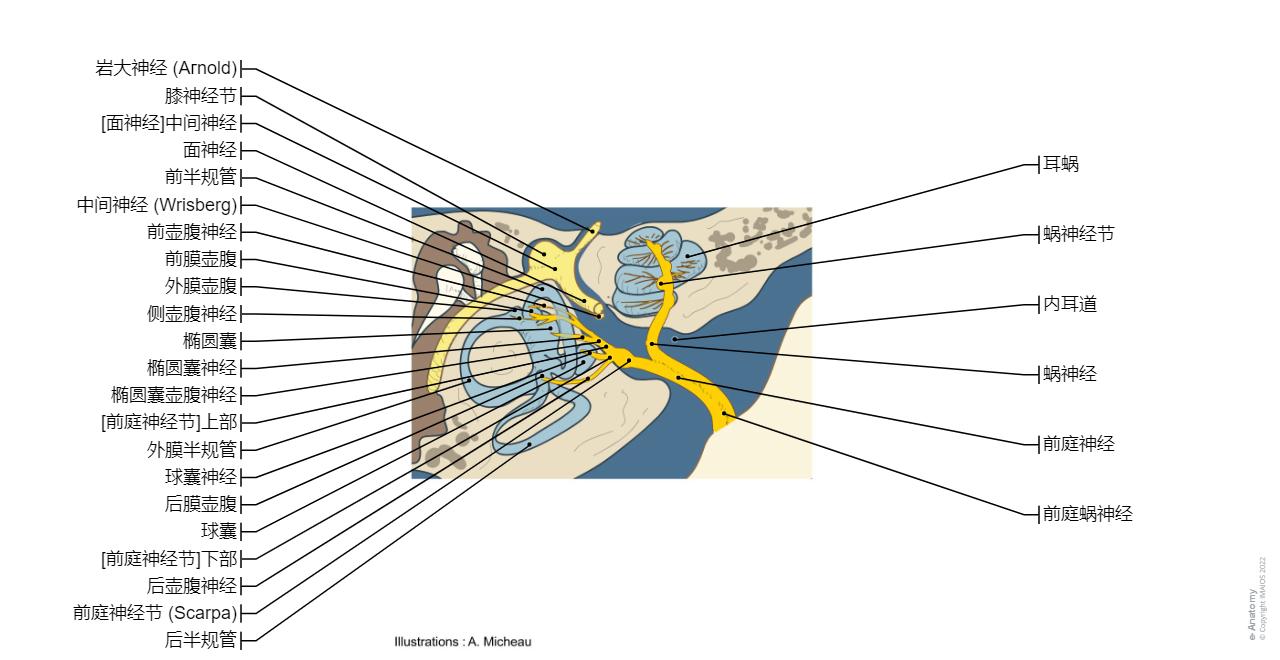 脑神经 图示 : 正常解剖 | e-Anatomy