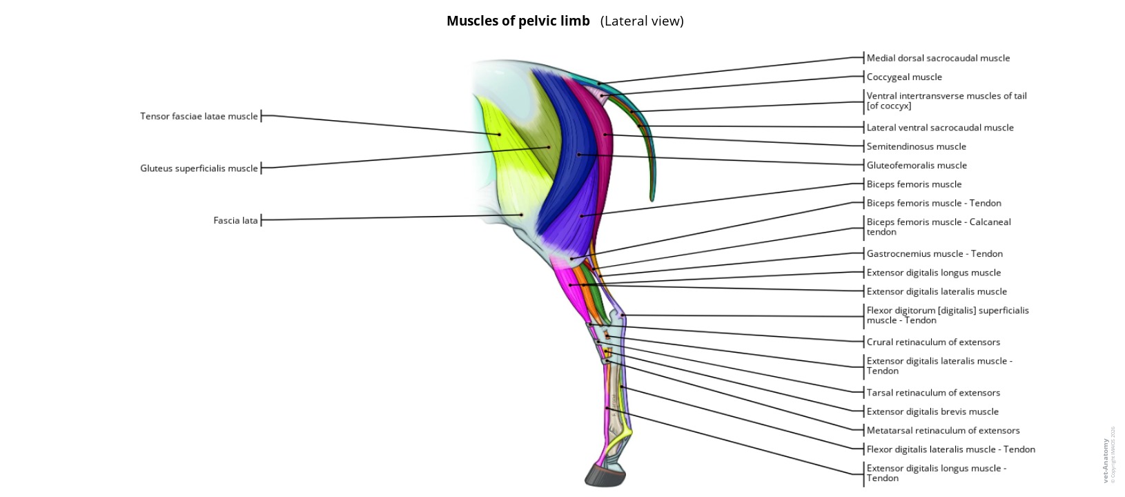 Anatomy atlas of the muscles of the horse pelvic limb on a labeled illustration