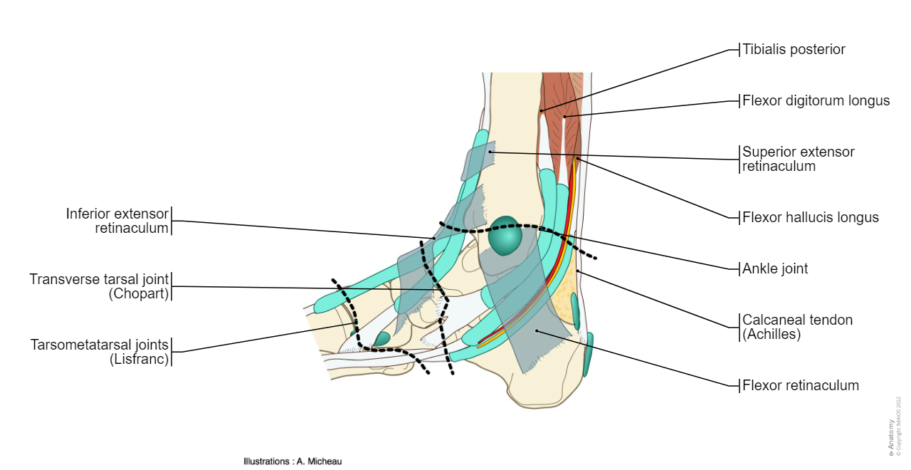 Ankle/Medial border of foot; Tibial border of foot Medical illustrations : Flexor digitorum longus, Calcaneal tendon, Medial malleolus, Tendinous sheath of tibialis anterior, Tendinous sheath of extensor hallucis longus, Groove for tendon of fibularis longus; Groove for tendon of peroneus longus, Tendon, Inferior extensor retinaculum, Flexor retinaculum, Subcutaneous bursa of medial malleolus, Ankle joint, Calcaneus