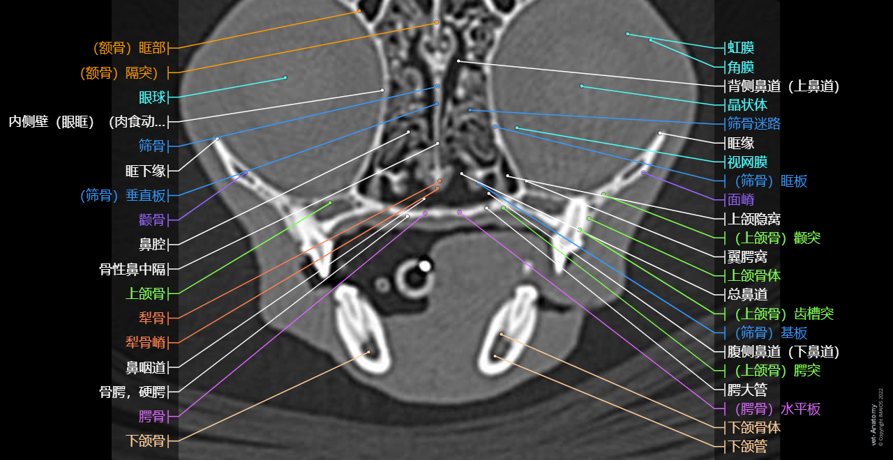 Anatomy of the feline head and neck (CT)