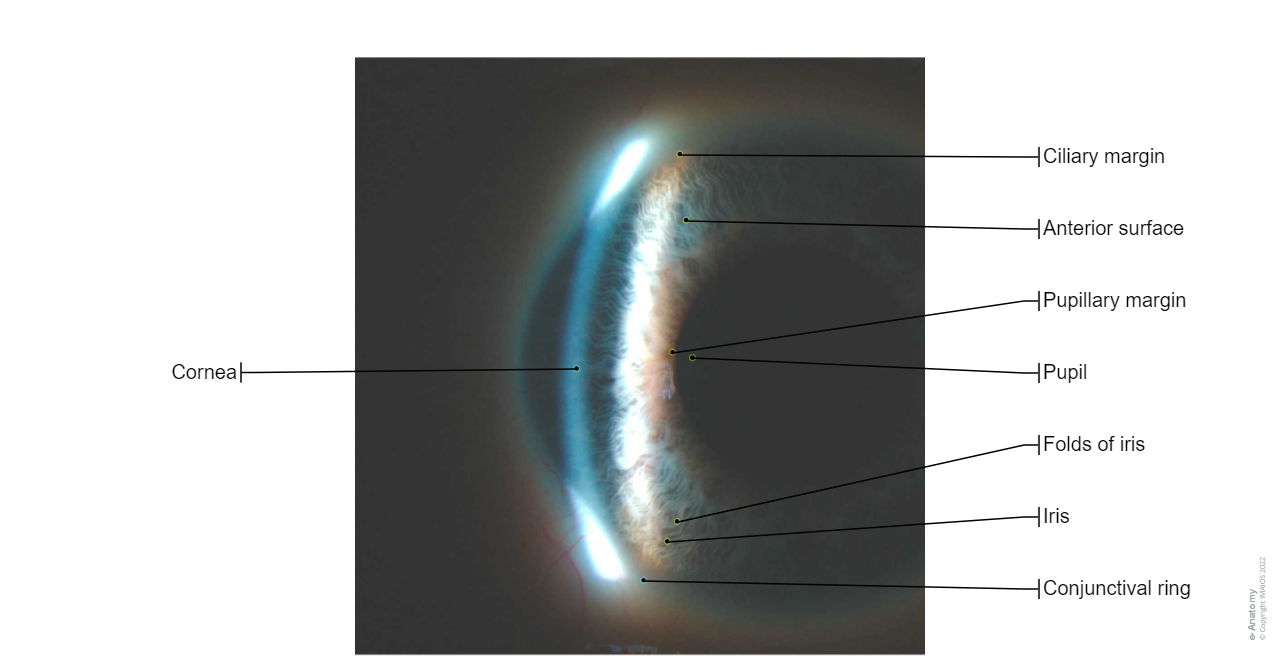 Slit lamp: Cornea, Iris, Pupil
