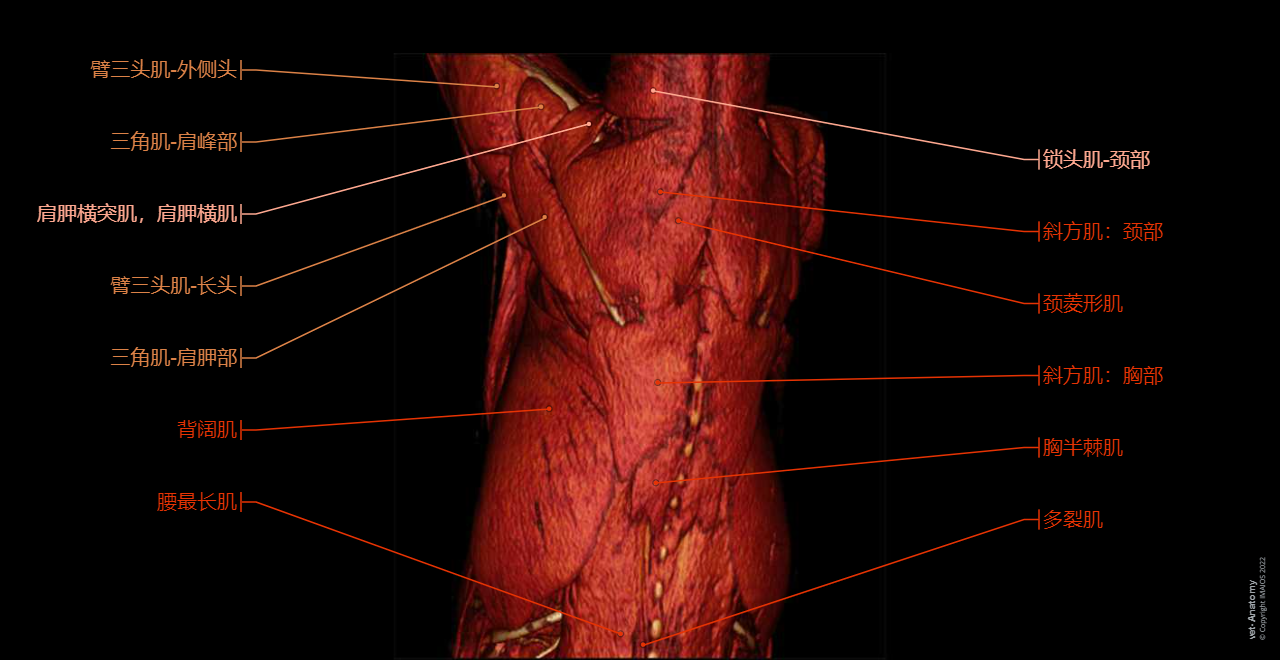 Muscles of back - Muscles of the thoracic limb (Dog): Trapezius muscle, Thoracic semispinal muscle [Semispinalis thoracis muscle], Multifidus muscles, Thoracic longissimus muscle [Longissimus thoracis muscle], Deltoid muscle