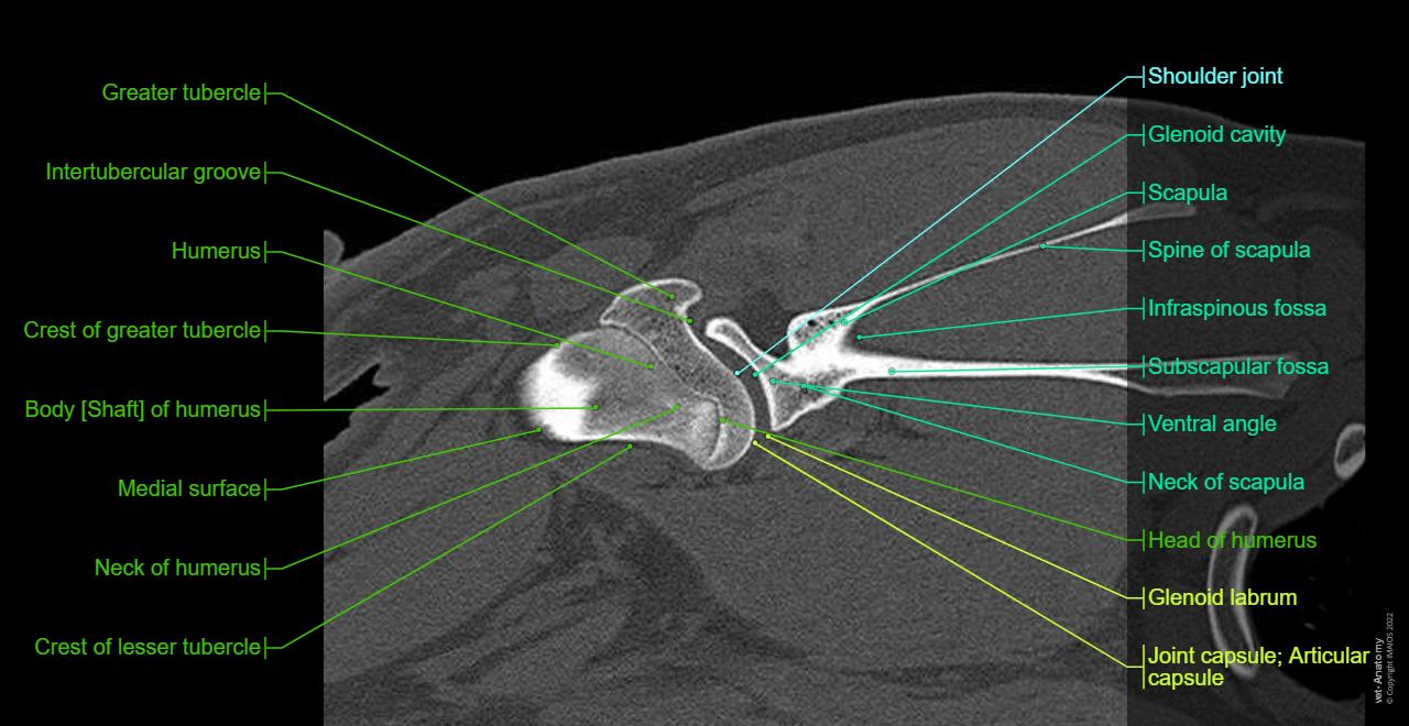 Anatomy of the shoulder joint (scapula, humerus, glenoid labrum, tendons) of the dog on CT