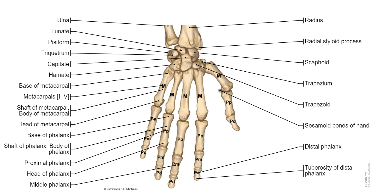 Bones of hand - Anatomy : Radius, Ulna, Scaphoid, Lunate, Triquetrum, Pisiform, Trapezium, Trapezoid, Capitate, Hamate, Metacarpals [I -V], Digital bones; Phalanges