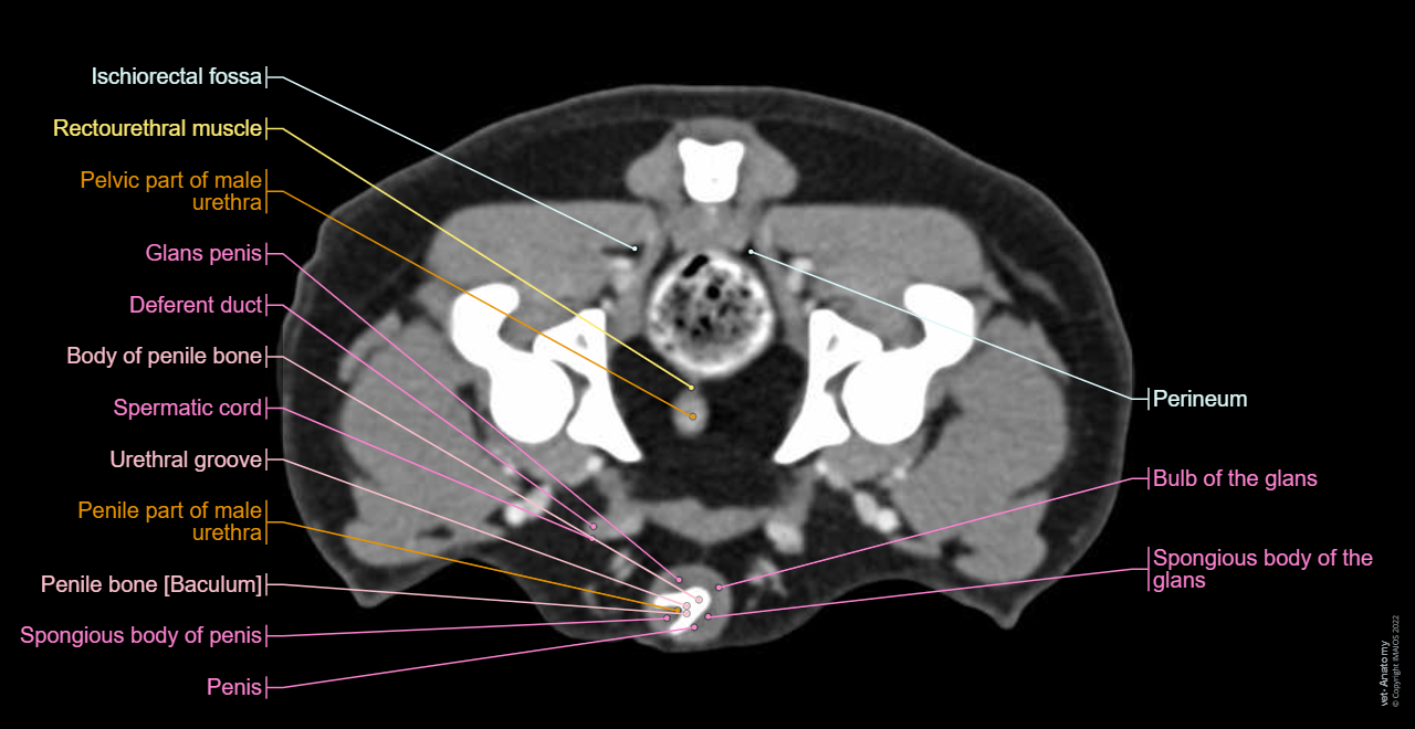 Dog - Pelvis - Perineum - Anatomy