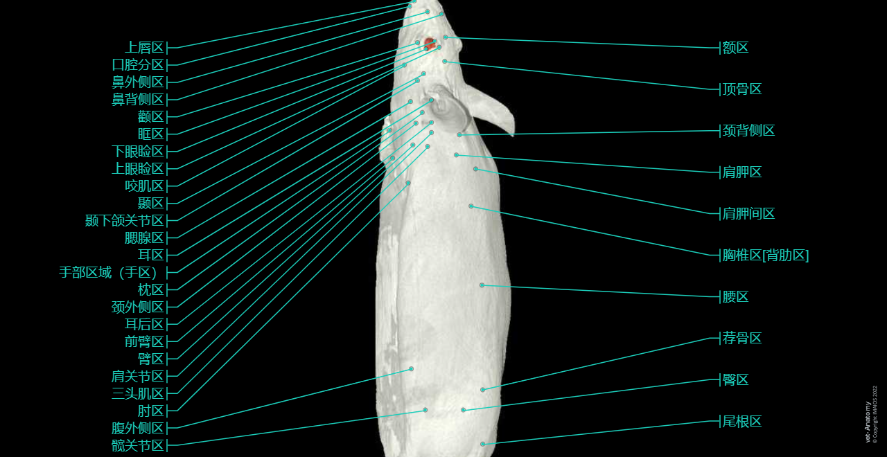 Mouse - Whole body (CT): 3D, Gross anatomy