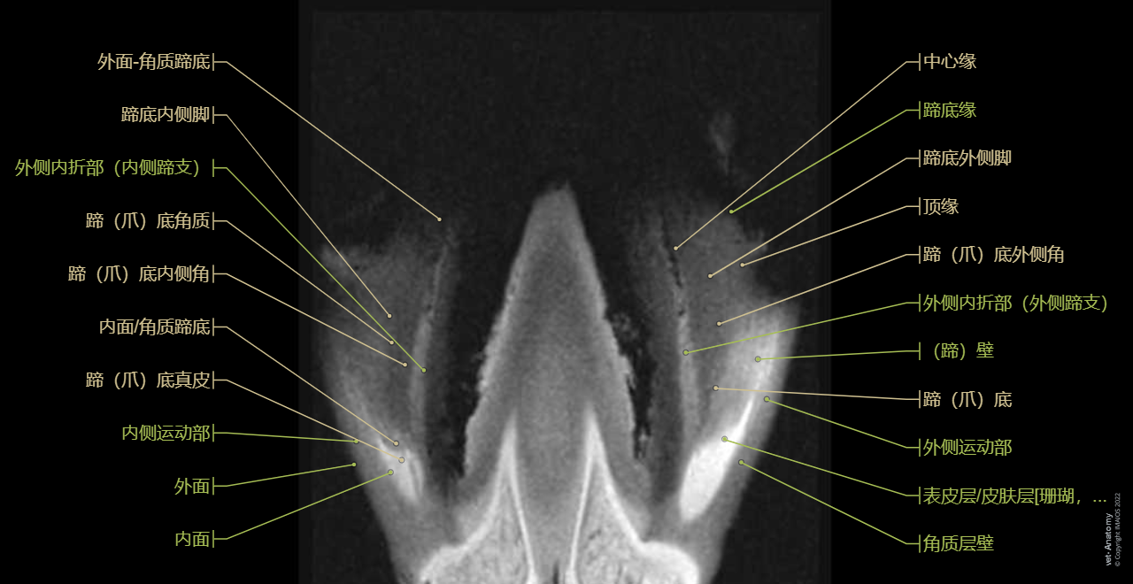 Foot and hoof anatomy of the horse on MRI (MRI - Flash-T1-FS-3D): Limbus, Corona of hoof [Coronet], Wall, Sole, Digital pad, Footpad, Frog, Hoof capsule, Digital cushion