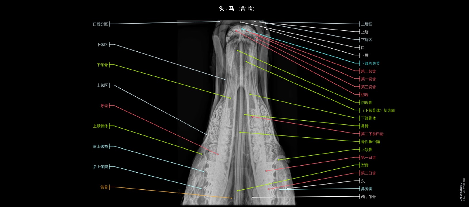 马头部X射线影像（已标注）