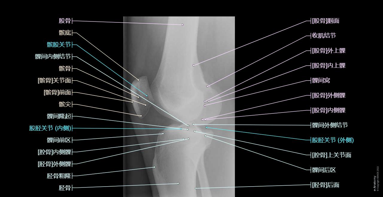 Knee joint (Knee joint, Femorotibial joint): Femorotibial joint