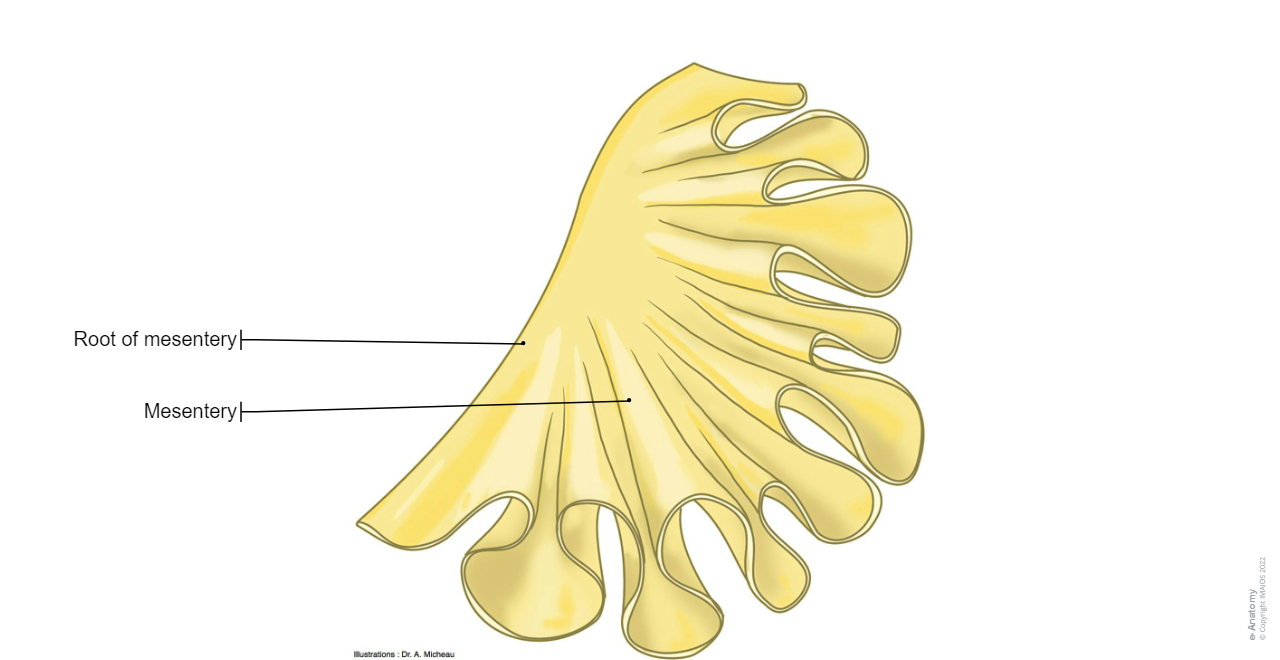 Mesentery