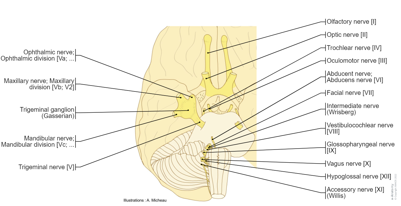 Cranial nerves - Anatomy (Brainstem) : Abducent nerve; Abducens nerve [VI], Accessory nerve [XI], Facial nerve [VII], Mandibular nerve; Mandibular division [Vc; V3], Maxillary nerve; Maxillary division [Vb; V2], Oculomotor nerve [III], Olfactory nerve [I], Ophthalmic nerve; Ophthalmic division [Va; V1], Optic nerve [II], Terminal nerve [0], Trigeminal nerve [V], Trochlear nerve [IV], Vagus nerve [X], Vestibulocochlear nerve [VIII], Glossopharyngeal nerve [IX], Hypoglossal nerve [XII]