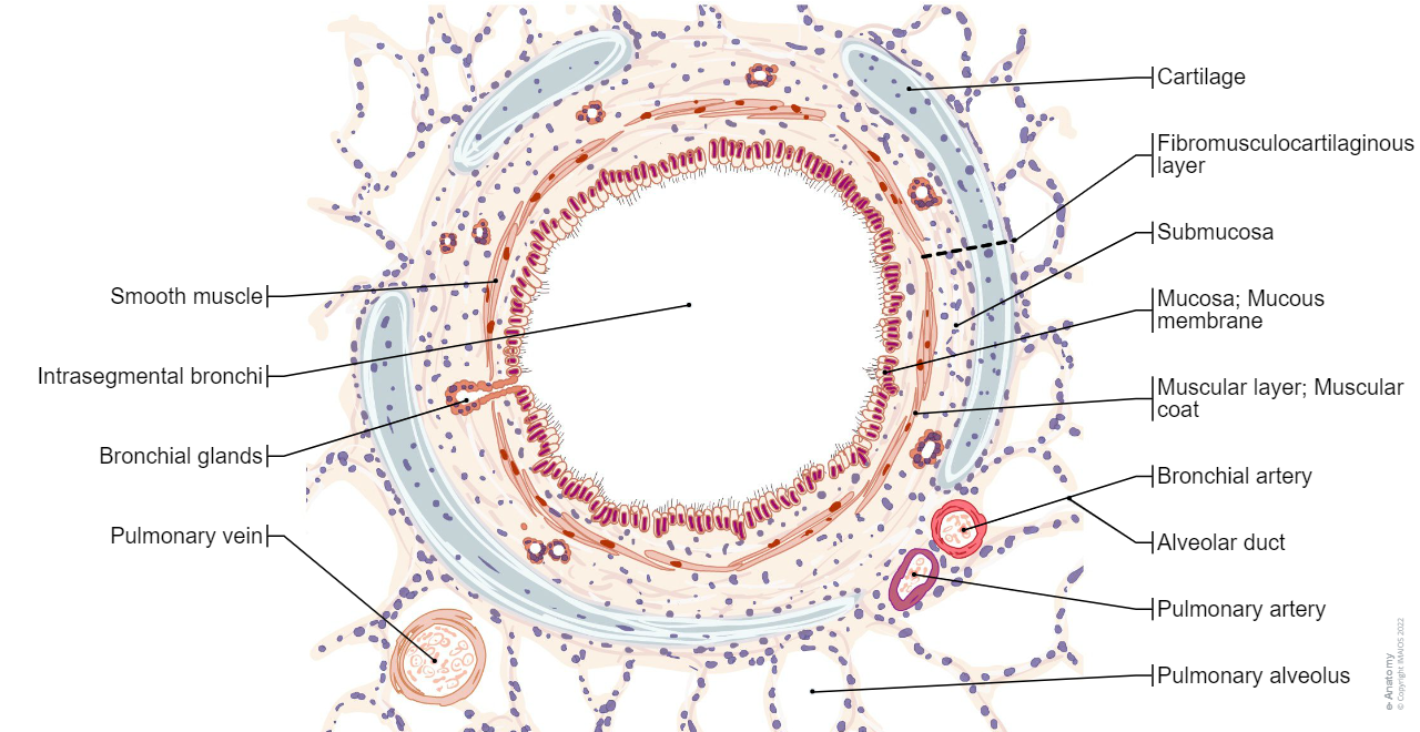 Segmental bronchus : Histology