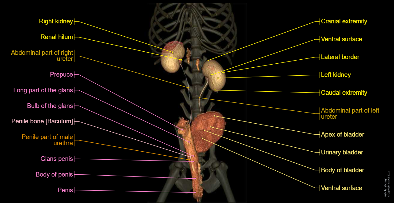 Dog - 3D - Urogenital system: Penis, Penile bone [Baculum], Urinary bladder, Male urethra, Male genital organs